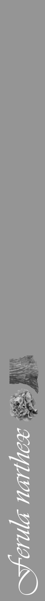 Étiquette de : Ferula narthex - format a - style blanche16viv avec comestibilité simplifiée - position verticale