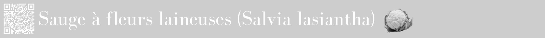Étiquette de : Salvia lasiantha - format a - style blanche41basiquebod avec qrcode et comestibilité simplifiée