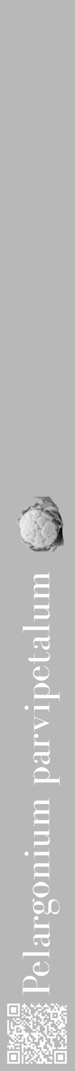 Étiquette de : Pelargonium parvipetalum - format a - style blanche39bod avec qrcode et comestibilité simplifiée - position verticale
