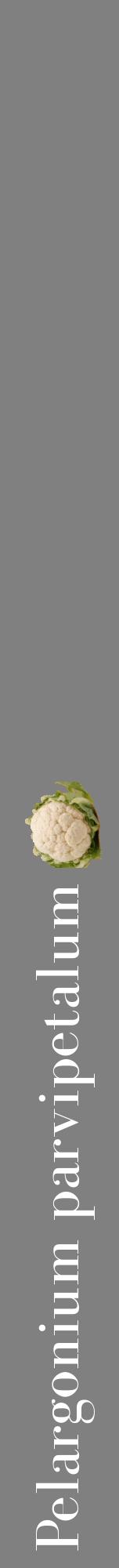 Étiquette de : Pelargonium parvipetalum - format a - style blanche57bod avec comestibilité simplifiée
