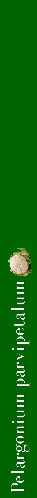 Étiquette de : Pelargonium parvipetalum - format a - style blanche8bod avec comestibilité simplifiée