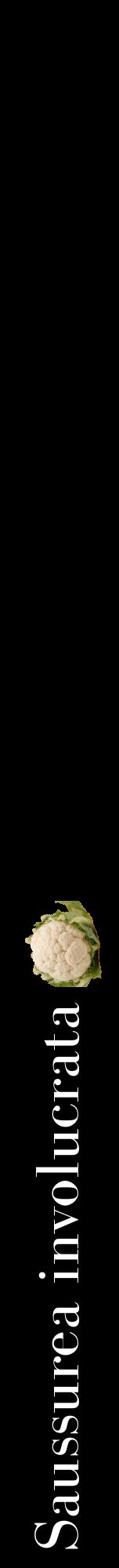 Étiquette de : Saussurea involucrata - format a - style blanche59bod avec comestibilité simplifiée