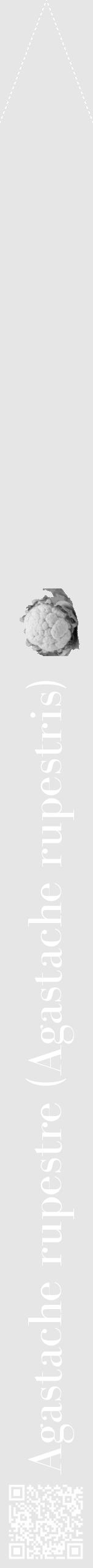 Étiquette de : Agastache rupestris - format b - style blanche18bod avec qrcode et comestibilité simplifiée - position verticale