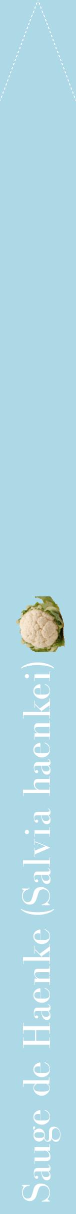 Étiquette de : Salvia haenkei - format b - style blanche0bod avec comestibilité simplifiée