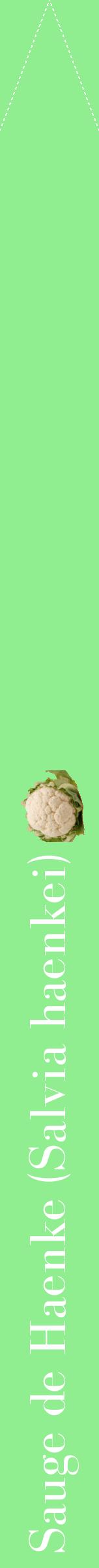 Étiquette de : Salvia haenkei - format b - style blanche15bod avec comestibilité simplifiée