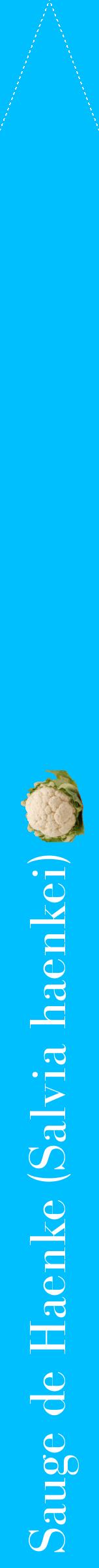 Étiquette de : Salvia haenkei - format b - style blanche2bod avec comestibilité simplifiée