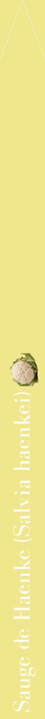 Étiquette de : Salvia haenkei - format b - style blanche20bod avec comestibilité simplifiée