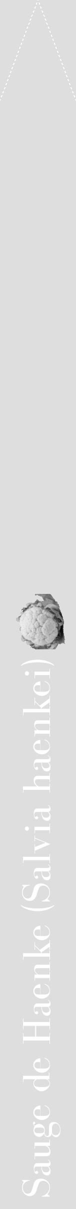 Étiquette de : Salvia haenkei - format b - style blanche20bod avec comestibilité simplifiée - position verticale