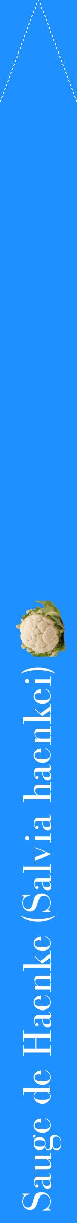 Étiquette de : Salvia haenkei - format b - style blanche3bod avec comestibilité simplifiée