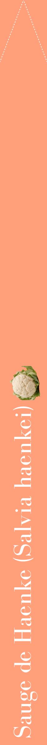 Étiquette de : Salvia haenkei - format b - style blanche39bod avec comestibilité simplifiée