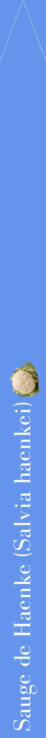 Étiquette de : Salvia haenkei - format b - style blanche4bod avec comestibilité simplifiée