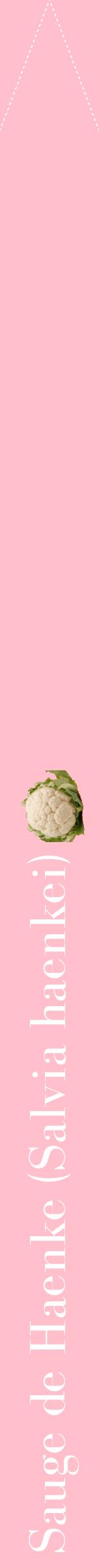 Étiquette de : Salvia haenkei - format b - style blanche40bod avec comestibilité simplifiée