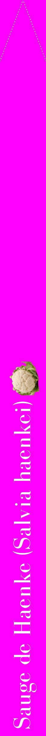 Étiquette de : Salvia haenkei - format b - style blanche51bod avec comestibilité simplifiée