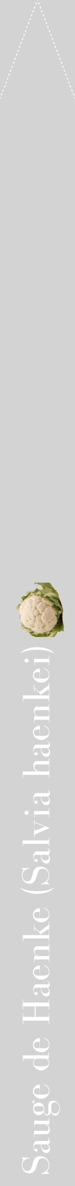 Étiquette de : Salvia haenkei - format b - style blanche56bod avec comestibilité simplifiée
