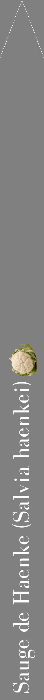 Étiquette de : Salvia haenkei - format b - style blanche57bod avec comestibilité simplifiée