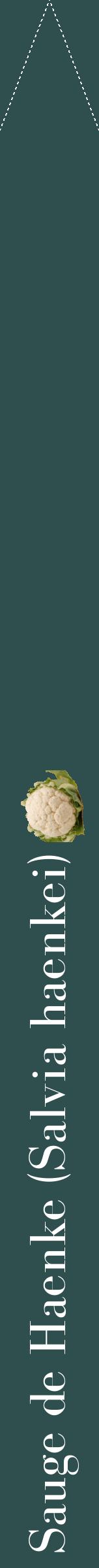 Étiquette de : Salvia haenkei - format b - style blanche58bod avec comestibilité simplifiée