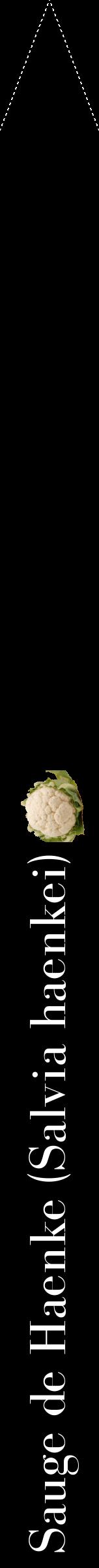 Étiquette de : Salvia haenkei - format b - style blanche59bod avec comestibilité simplifiée