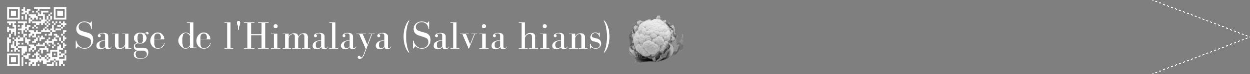 Étiquette de : Salvia hians - format b - style blanche31bod avec qrcode et comestibilité simplifiée