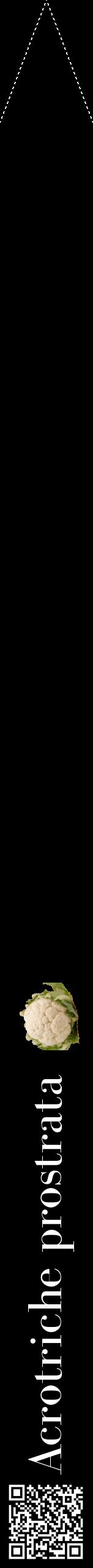 Étiquette de : Acrotriche prostrata - format b - style blanche59bod avec qrcode et comestibilité simplifiée
