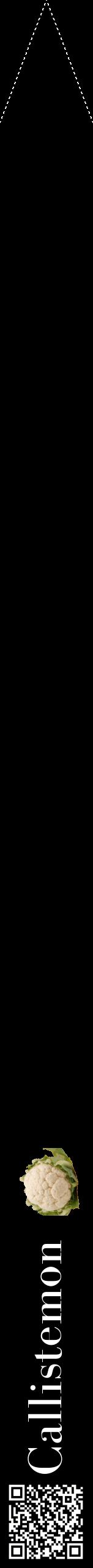 Étiquette de : Callistemon - format b - style blanche59bod avec qrcode et comestibilité simplifiée