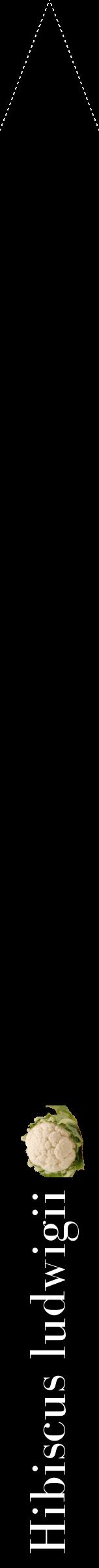 Étiquette de : Hibiscus ludwigii - format b - style blanche59bod avec comestibilité simplifiée