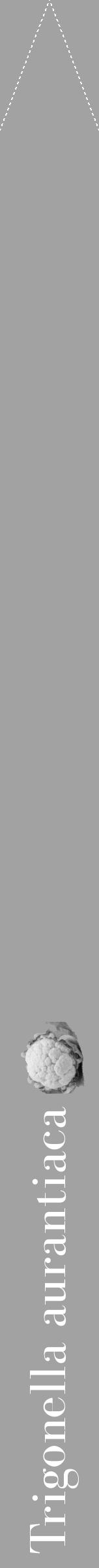 Étiquette de : Trigonella aurantiaca - format b - style blanche38bod avec comestibilité simplifiée - position verticale