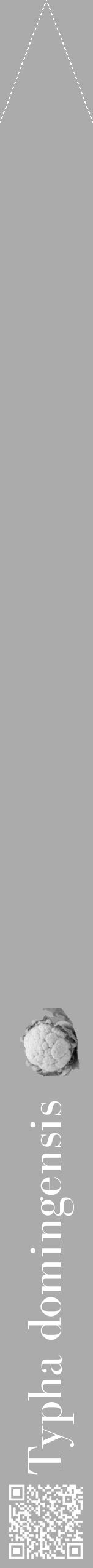 Étiquette de : Typha domingensis - format b - style blanche37bod avec qrcode et comestibilité simplifiée - position verticale