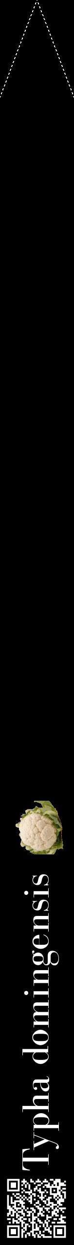 Étiquette de : Typha domingensis - format b - style blanche59bod avec qrcode et comestibilité simplifiée
