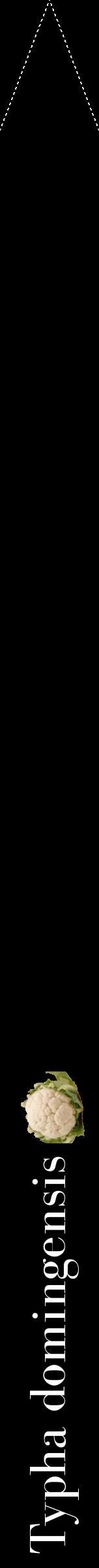 Étiquette de : Typha domingensis - format b - style blanche59bod avec comestibilité simplifiée
