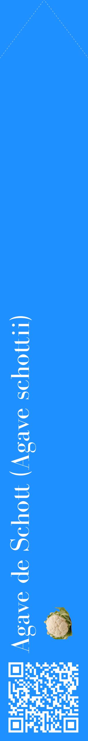 Étiquette de : Agave schottii - format c - style blanche3_simplebod avec qrcode et comestibilité simplifiée