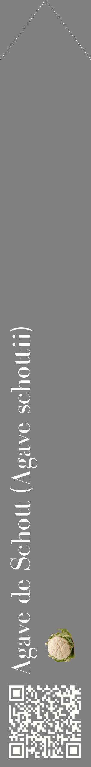 Étiquette de : Agave schottii - format c - style blanche57_simplebod avec qrcode et comestibilité simplifiée
