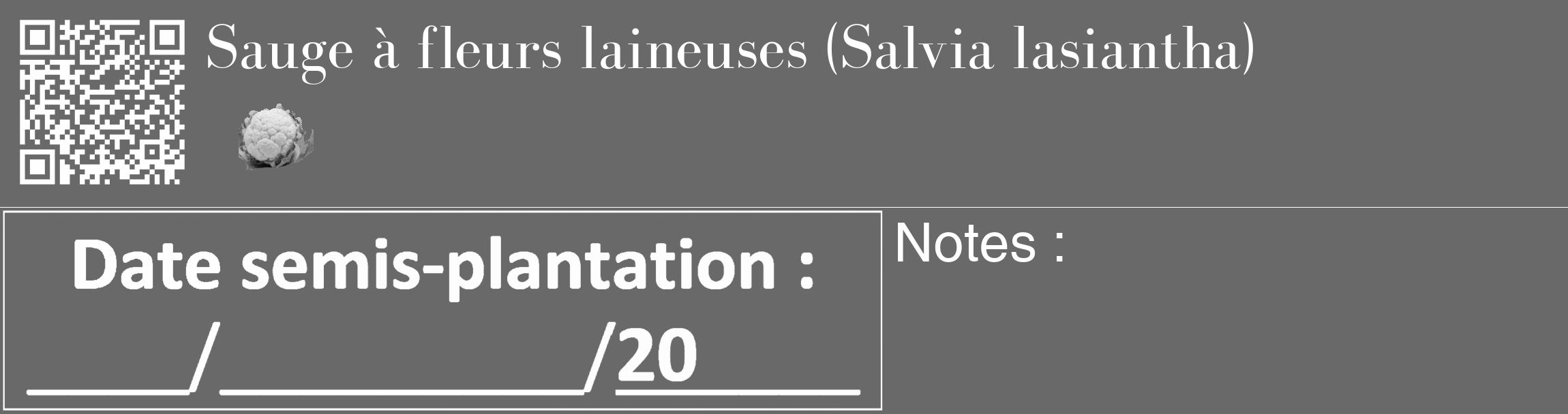 Étiquette de : Salvia lasiantha - format c - style blanche11_basique_basiquebod avec qrcode et comestibilité simplifiée