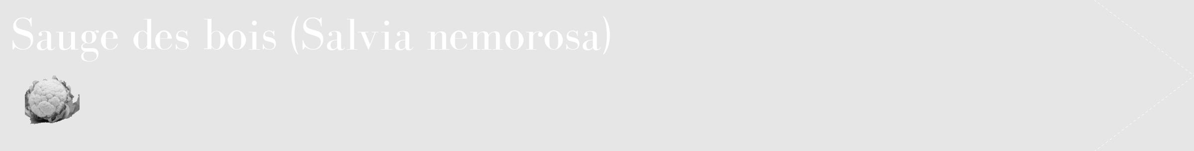 Étiquette de : Salvia nemorosa - format c - style blanche18_simple_simplebod avec comestibilité simplifiée
