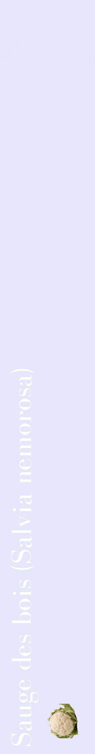 Étiquette de : Salvia nemorosa - format c - style blanche55_simplebod avec comestibilité simplifiée