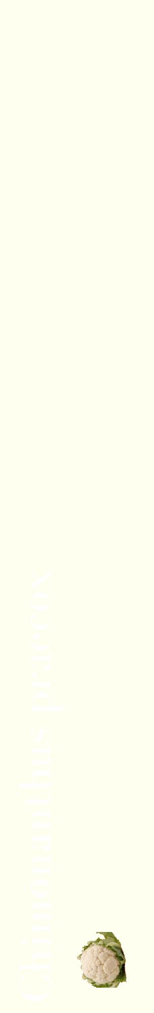 Étiquette de : Chimonanthus praecox - format c - style blanche19_basiquebod avec comestibilité simplifiée