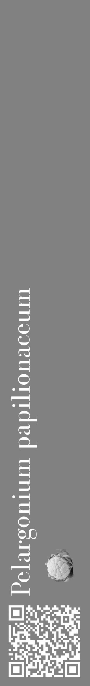 Étiquette de : Pelargonium papilionaceum - format c - style blanche50_basique_basiquebod avec qrcode et comestibilité simplifiée - position verticale