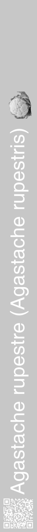 Étiquette de : Agastache rupestris - format a - style blanche15hel avec qrcode et comestibilité simplifiée - position verticale