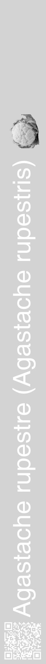 Étiquette de : Agastache rupestris - format a - style blanche56hel avec qrcode et comestibilité simplifiée - position verticale