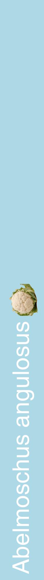 Étiquette de : Abelmoschus angulosus - format a - style blanche0hel avec comestibilité simplifiée