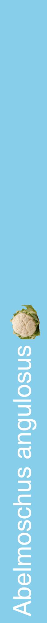 Étiquette de : Abelmoschus angulosus - format a - style blanche1hel avec comestibilité simplifiée
