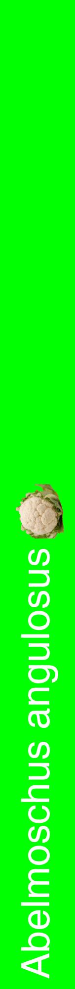 Étiquette de : Abelmoschus angulosus - format a - style blanche16hel avec comestibilité simplifiée