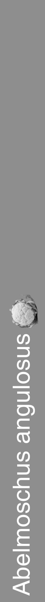 Étiquette de : Abelmoschus angulosus - format a - style blanche25hel avec comestibilité simplifiée - position verticale