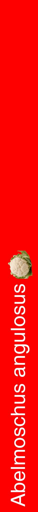 Étiquette de : Abelmoschus angulosus - format a - style blanche27hel avec comestibilité simplifiée