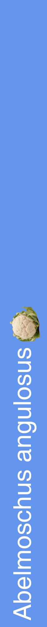 Étiquette de : Abelmoschus angulosus - format a - style blanche4hel avec comestibilité simplifiée