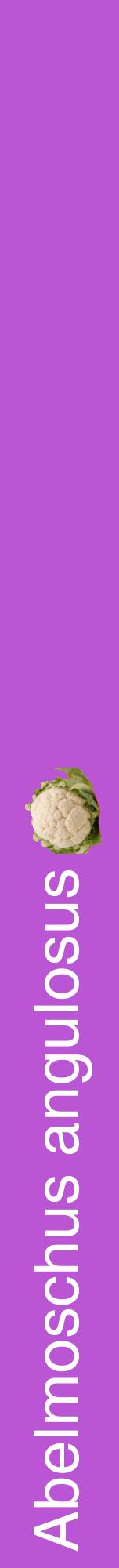 Étiquette de : Abelmoschus angulosus - format a - style blanche50hel avec comestibilité simplifiée