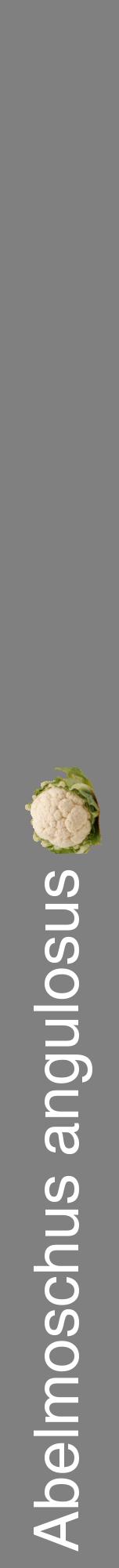 Étiquette de : Abelmoschus angulosus - format a - style blanche57hel avec comestibilité simplifiée