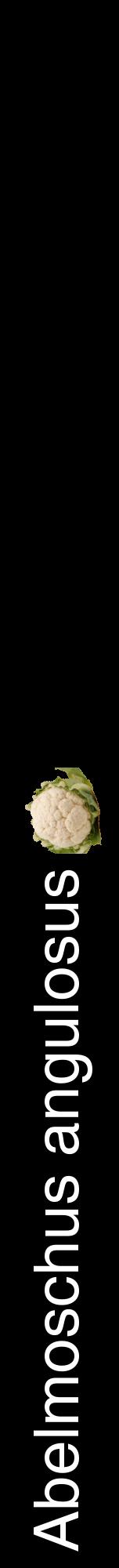 Étiquette de : Abelmoschus angulosus - format a - style blanche59hel avec comestibilité simplifiée