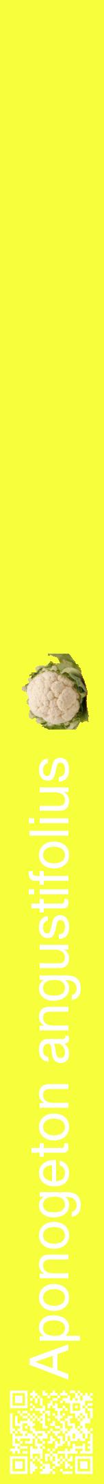 Étiquette de : Aponogeton angustifolius - format a - style blanche18hel avec qrcode et comestibilité simplifiée