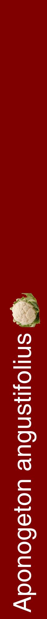 Étiquette de : Aponogeton angustifolius - format a - style blanche29hel avec comestibilité simplifiée