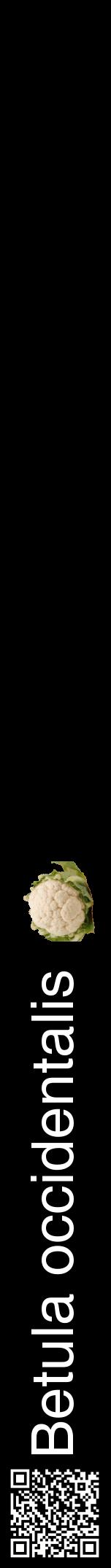 Étiquette de : Betula occidentalis - format a - style blanche59hel avec qrcode et comestibilité simplifiée